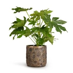 Luxe Lite Moon Cylinder Planter - Bronze -Hortology Shop Fatsia japonica Japanese Aralia 17x60cm Luxe Lite Moon Cylinder Planter Bronze 23x22cm