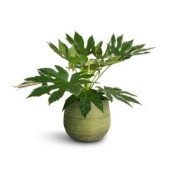 Lydia Plant Pot - Shiny Green -Hortology Shop Fatsia japonica Variegated Japanese Aralia 17x60cm Lydia Plant Pot Shiny Green 22x20cm 1