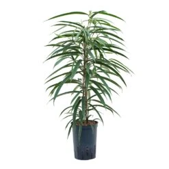 Ficus Alii - HydroCare -Hortology Shop Ficus Alii Hydroculture 15 19x75cm