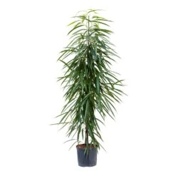 Ficus Alii - HydroCare -Hortology Shop Ficus Alii Hydroculture 22 19x135cm