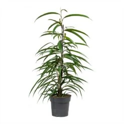 Ficus Alii - Long Leafed Fig -Hortology Shop Ficus Alii Long Leafed Fig 17x70cm