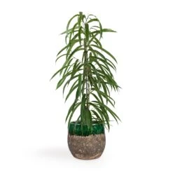 Lindy Plant Pot - Black Green 28 Lindy Plant Pot - Black Green -Hortology Shop Ficus Alii Long Leafed Fig 17x70cm Lindy Plant Pot Black Green 23x20cm 513edad0 79e9 4d01 909c 50a38d80bd72