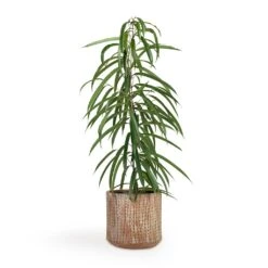 Ficus Alii - Long Leafed Fig -Hortology Shop Ficus Alii Long Leafed Fig 17x70cm Valene Plant Pot Terra 21x20cm
