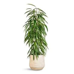 Dune Darcy Planter - Oat 17 Dune Darcy Planter - Oat -Hortology Shop Ficus Alii Long Leafed Fig 21x100cm Dune Darcy Planter Oat 30x26cm 06183c2f de98 4ecb b657 120f9a49dfe4