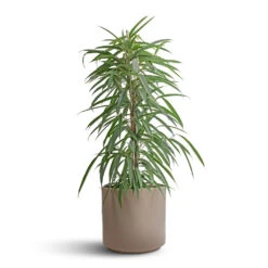 Ficus Alii - Long Leafed Fig -Hortology Shop Ficus Alii Long Leafed Fig 21x100cm Prague Plant Pot Taupe 28x24cm 15c7b3bf df09 4c32 bc07 6d48c4393dc6