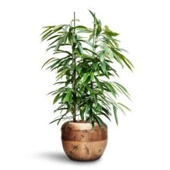 Opus Raw Couple Planter - Gold -Hortology Shop Ficus Amstel King HydroCare Opus Raw Couple Planter Gold
