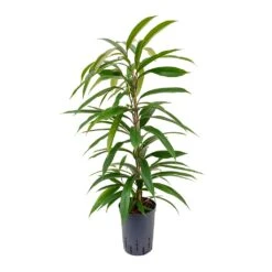 Ficus Amstel King - HydroCare -Hortology Shop Ficus Amstel King Hydroculture 15 19x90cm