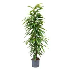 Ficus Amstel King - HydroCare -Hortology Shop Ficus Amstel King Hydroculture 22 19x125cm