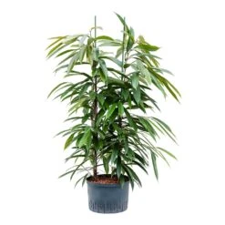 Ficus Amstel King - HydroCare -Hortology Shop Ficus Amstel King Hydroculture 28 19x125cm