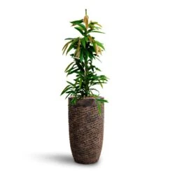 Ficus Amstel King - HydroCare -Hortology Shop Ficus Amstel King HydrocultureLuxe Lite Layer Partner Planter Bronze