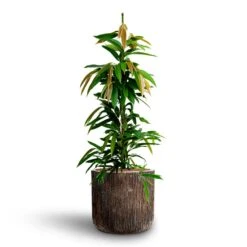 Ficus Amstel King - HydroCare -Hortology Shop Ficus Amstel King HydrocultureLuxe Lite Waterfall Cylinder Planter Bronze