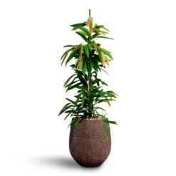 Ficus Amstel King - HydroCare -Hortology Shop Ficus Amstel King HydrocultureOpus Hit Darcy Planter Gold