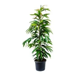 Ficus Amstel King - Narrow Leafed Fig -Hortology Shop Ficus Amstel King Narrow Leafed Fig