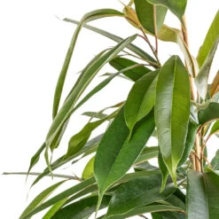 Ficus Amstel King - Narrow Leafed Fig -Hortology Shop Ficus Amstel King Narrow Leafed Fig SWATCH