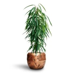 Opus Raw Couple Planter - Gold -Hortology Shop Ficus Binnendijkii Alii Hydroculture Opus Raw Couple Planter Gold 8797227d 0b86 4893 8253 24001b10e9a1