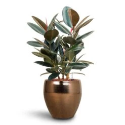 Amora Plant Pot - Black Gold -Hortology Shop Ficus Elastica Abidjan Hydroculture Amora Couple Planter Gold 652e8645 3a18 4d89 ad82 7308d8f75646