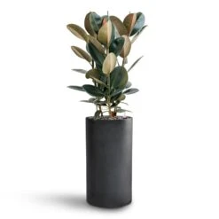 Ficus Elastica Abidjan - HydroCare -Hortology Shop Ficus Elastica Abidjan Hydroculture Basic Cylinder Planter Dark Grey