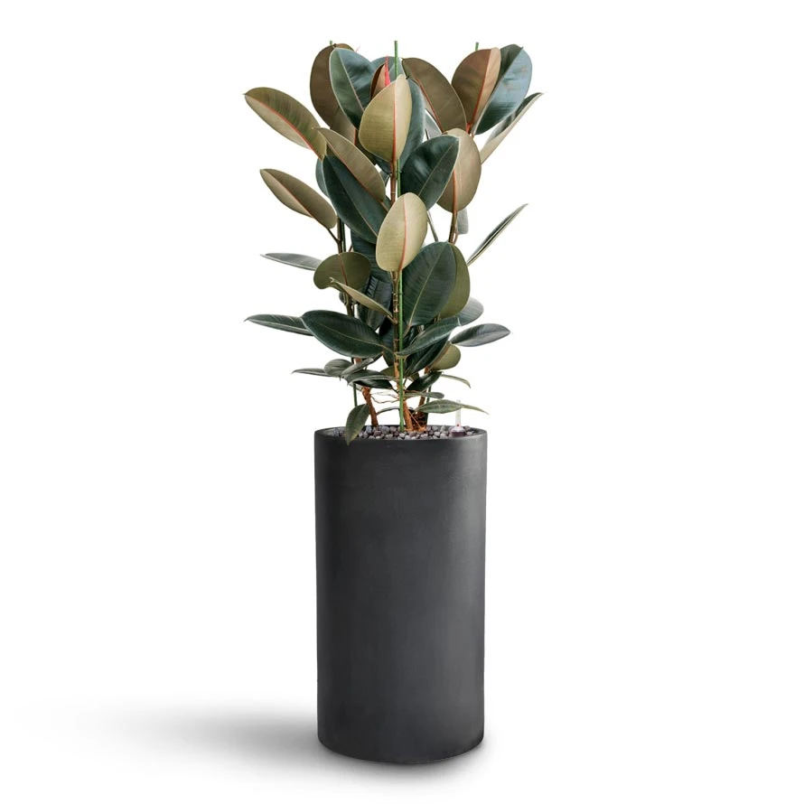 Solid Cylinder Planter - Dark Grey 4 Solid Cylinder Planter - Dark Grey - Image 4