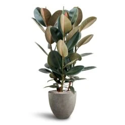 Ficus Elastica Abidjan - HydroCare -Hortology Shop Ficus Elastica Abidjan Hydroculture Grigio Egg Pot Planter Natural Concrete