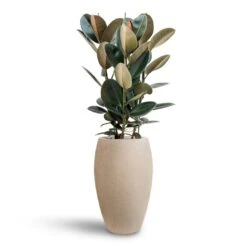 Ficus Elastica Abidjan - HydroCare -Hortology Shop Ficus Elastica Abidjan Hydroculture Raindrop Emperor Planter Beige