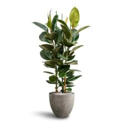 Ficus Elastica Robusta - Rubber Plant - HydroCare -Hortology Shop Ficus Elastica Robusta Hydroculture Grigio Egg Pot Planter Natural Concrete