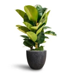 Ficus Elastica Robusta - Rubber Plant - HydroCare -Hortology Shop Ficus Elastica Robusta Hydroculture Raindrop Couple Planter Anthracite