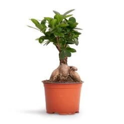 Ficus Ginseng - Indian Laurel -Hortology Shop Ficus Ginseng Indian Laurel 12x30cm 2