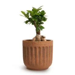 Ficus Ginseng - Indian Laurel -Hortology Shop Ficus Ginseng Indian Laurel 12x30cm Duncan Plant Pot Rust 17x16cm 444c8f31 c116 4abb 866e 30683f58bc49