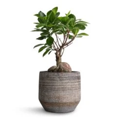 Ficus Ginseng - Indian Laurel -Hortology Shop Ficus Ginseng Indian Laurel 12x30cm Norell Plant Pot Latte Lattice 15x13cm