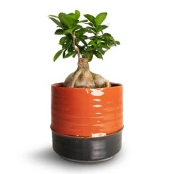 Ficus Ginseng - Indian Laurel -Hortology Shop Ficus Ginseng Indian Laurel 15x35cm Marlijn Plant Pot Blush 19x18cm