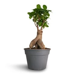 Ficus Ginseng - Indian Laurel -Hortology Shop Ficus Ginseng Indian Laurel 17x40cm