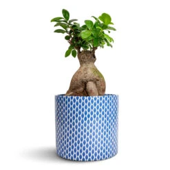 Lazzaro Plant Pot - Navy Garland -Hortology Shop Ficus Ginseng Indian Laurel 17x40cm Lazzaro Plant Pot Navy Garland 18x16cm