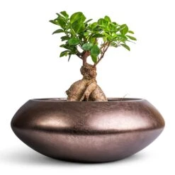 Ficus Ginseng - Indian Laurel -Hortology Shop Ficus Ginseng Indian Laurel 17x40cm Metallic UFO Plant Bowl Matt Coffee 40x15cm