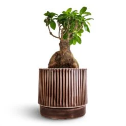 Ficus Ginseng - Indian Laurel -Hortology Shop Ficus Ginseng Indian Laurel 17x40cm Nella Plant Pot Coffee 21x19cm
