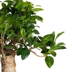 Ficus Ginseng - Indian Laurel -Hortology Shop Ficus Ginseng Indian Laurel 22x45cm