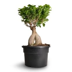 Ficus Ginseng - Indian Laurel -Hortology Shop Ficus Ginseng Indian Laurel 22x45cm 3