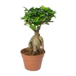 Ficus Ginseng - Indian Laurel -Hortology Shop Ficus Ginseng Indian Laurel 40cm