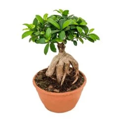 Ficus Ginseng - Indian Laurel -Hortology Shop Ficus Ginseng Indian Laurel Large