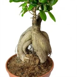 Ficus Ginseng - Indian Laurel -Hortology Shop Ficus Ginseng Indian Laurel Roots 40cm