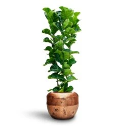 Opus Raw Couple Planter - Gold -Hortology Shop Ficus Lyrata Bambino Hydroculture Opus Raw Couple Planter Gold 327968e0 01cf 40dd 99ea 92ae20ea3df9