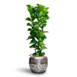Ficus Lyrata Bambino - HydroCare -Hortology Shop Ficus Lyrata Bambino Hydroculture Opus Raw Couple Planter Silver 7a6929b9 dfe9 4175 8903 aed6a2e09fb4