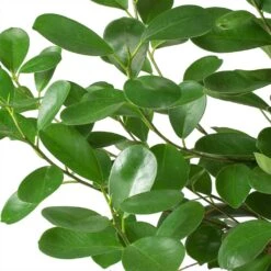 Ficus Moclame - HydroCare -Hortology Shop Ficus Moclame Indian Laurel Leaves 630302b3 ccff 4798 a787 2488bd97b544