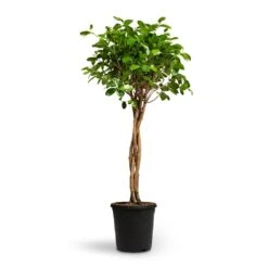 Ficus Moclame - Indian Laurel - Twisted Stem -Hortology Shop Ficus Moclame Indian Laurel Twisted Stem 23x110cm