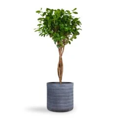 Ficus Moclame - Indian Laurel - Twisted Stem -Hortology Shop Ficus Moclame Indian Laurel Twisted Stem 23x110cm Angle Cylinder Plant Pot Grey 30x30cm 1545c404 04f3 49e0 a56f b8d2b4fd949c