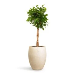 Ficus Moclame - Indian Laurel - Twisted Stem -Hortology Shop Ficus Moclame Indian Laurel Twisted Stem 23x110cm Grigio Tall Balloon Planter Antique White Concrete 40x50cm 14703255 6703 47cf b59f 6653d72ca745