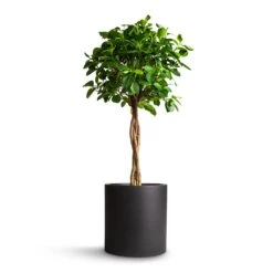Max Refined Planter - Volcano Black -Hortology Shop Ficus Moclame Indian Laurel Twisted Stem 23x110cm Max Refined Planter Volcano Black 29x29.5cm 5136b053 d131 4296 af73 dc7dc6521f22