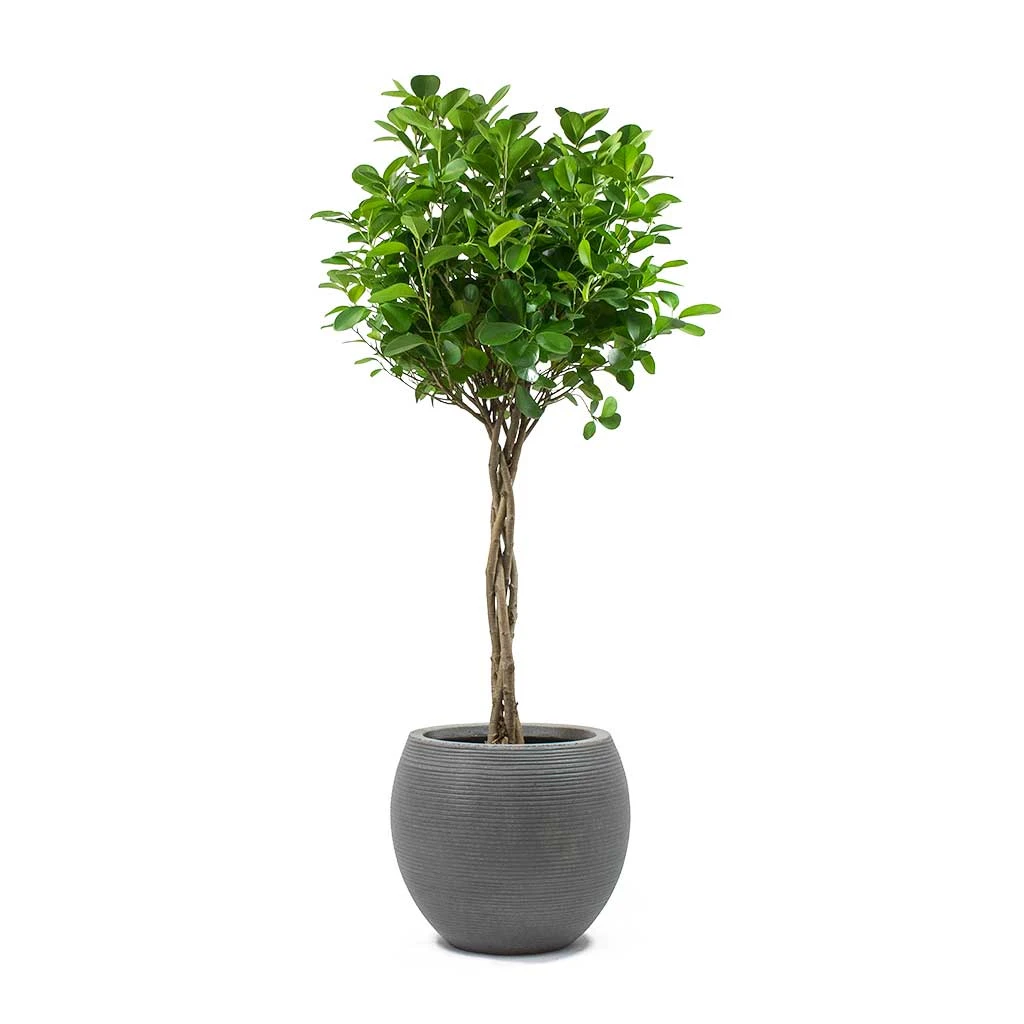 Abby Ball Plant Pot - Ridged Dark Grey 8 Abby Ball Plant Pot - Ridged Dark Grey - Image 8