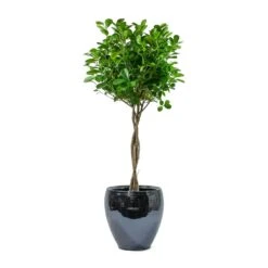 Amora Plant Pot - Anthracite Mirror -Hortology Shop Ficus Moclame Indian Laurel Twisted Stem Amora Plant Pot Anthracite Mirror 6f5e6746 58d9 4b4e 97dc ce592bac9f00