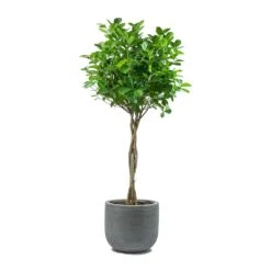 Ficus Moclame - Indian Laurel - Twisted Stem -Hortology Shop Ficus Moclame Indian Laurel Twisted Stem Dice Plant Pot Ridged Dark Grey