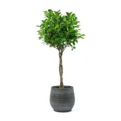 Ficus Moclame - Indian Laurel - Twisted Stem -Hortology Shop Ficus Moclame Indian Laurel Twisted Stem Esra Mystic Grey Plant Pot